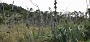 12.59- Une foret ravagee par les opossums